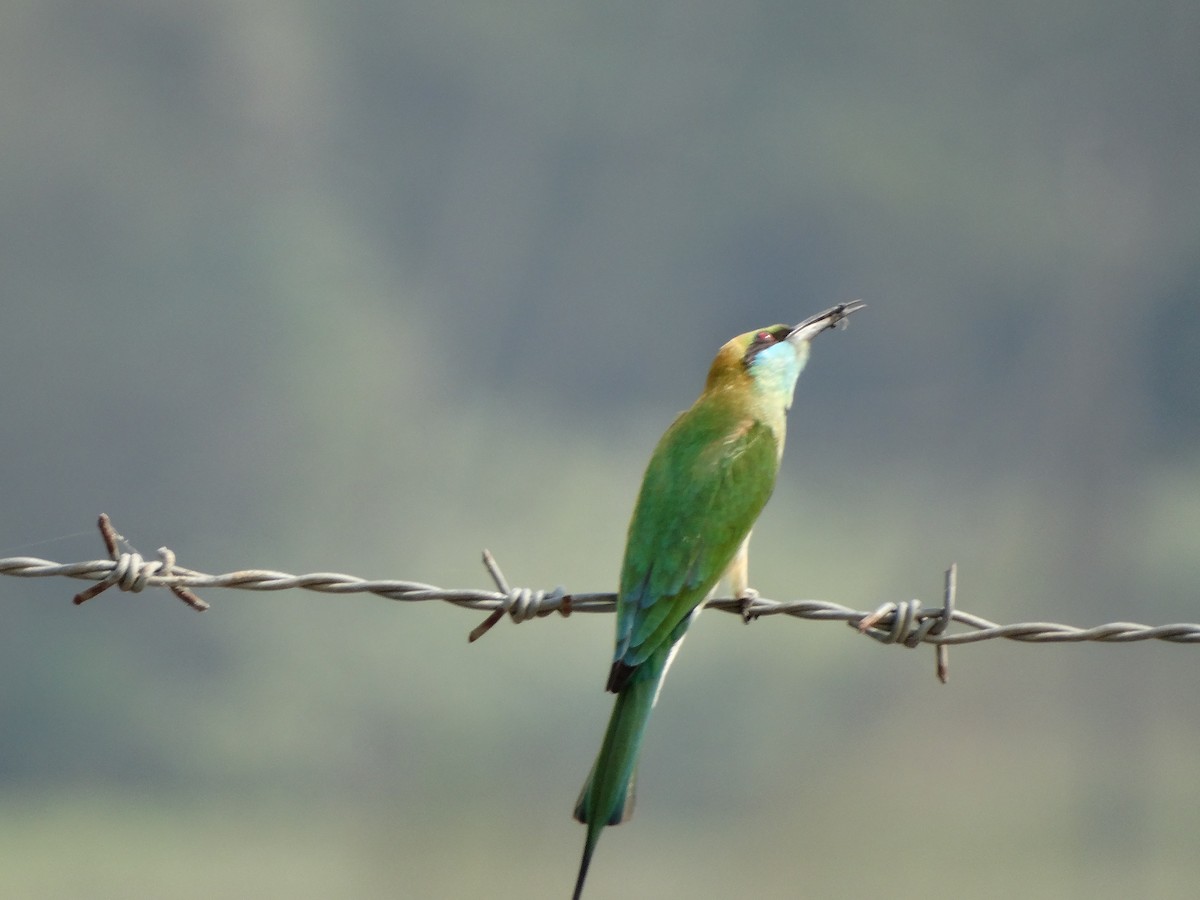 Asian Green Bee-eater - ML568203031