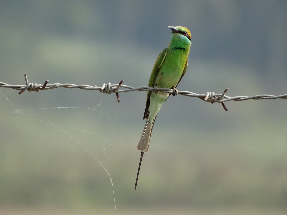 Asian Green Bee-eater - ML568203041