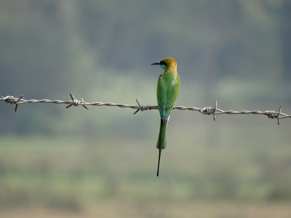 Asian Green Bee-eater - ML568203051