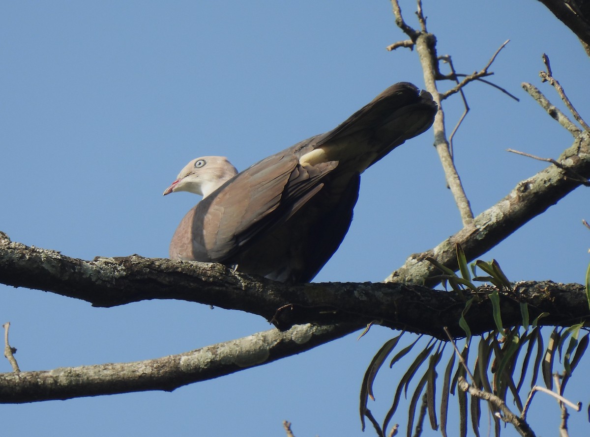 Mountain Imperial-Pigeon - ML568203081