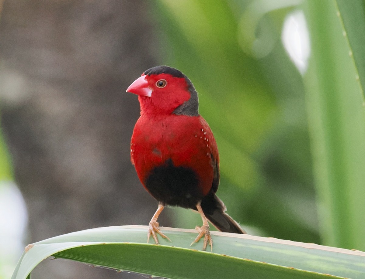 Crimson Finch (Black-bellied) - ML568203251