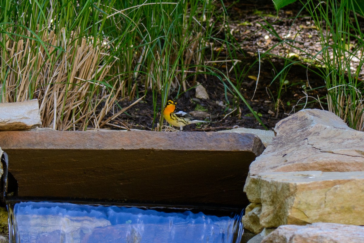 Blackburnian Warbler - ML568203451