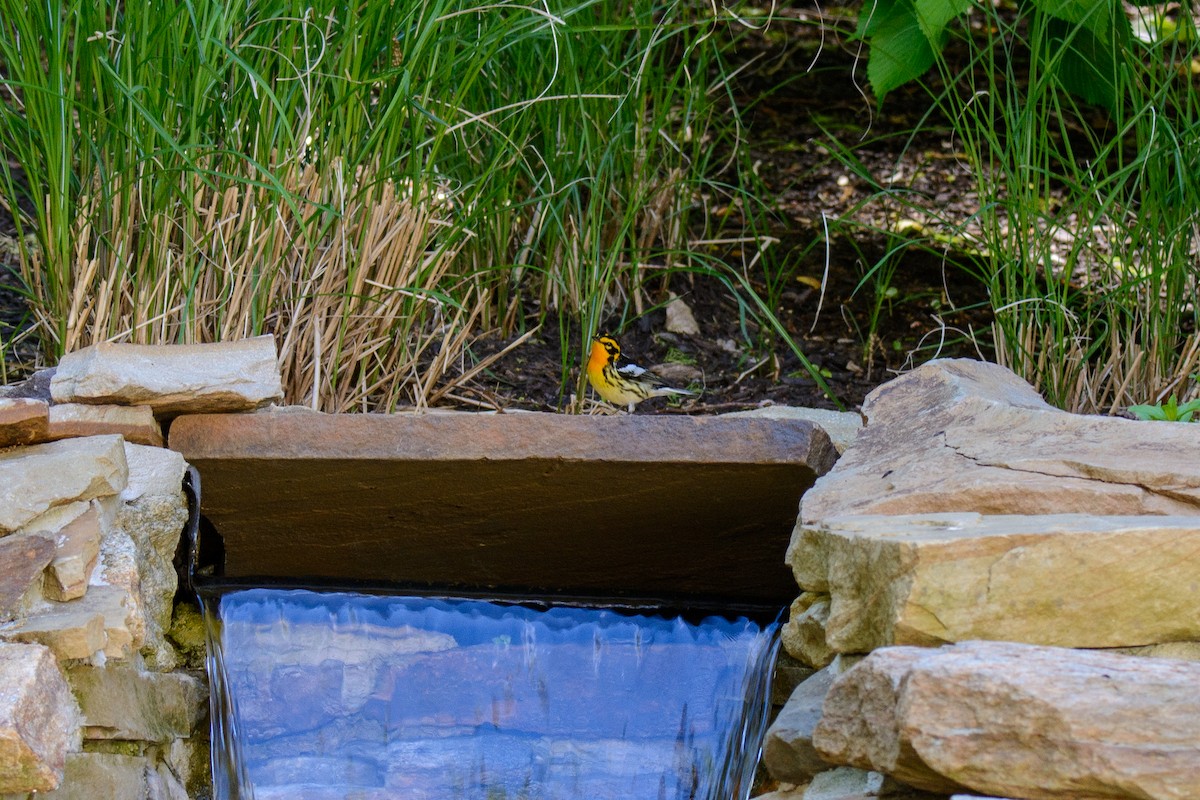 Blackburnian Warbler - ML568203941