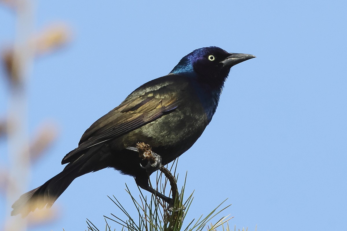 Common Grackle - Allen Woodliffe