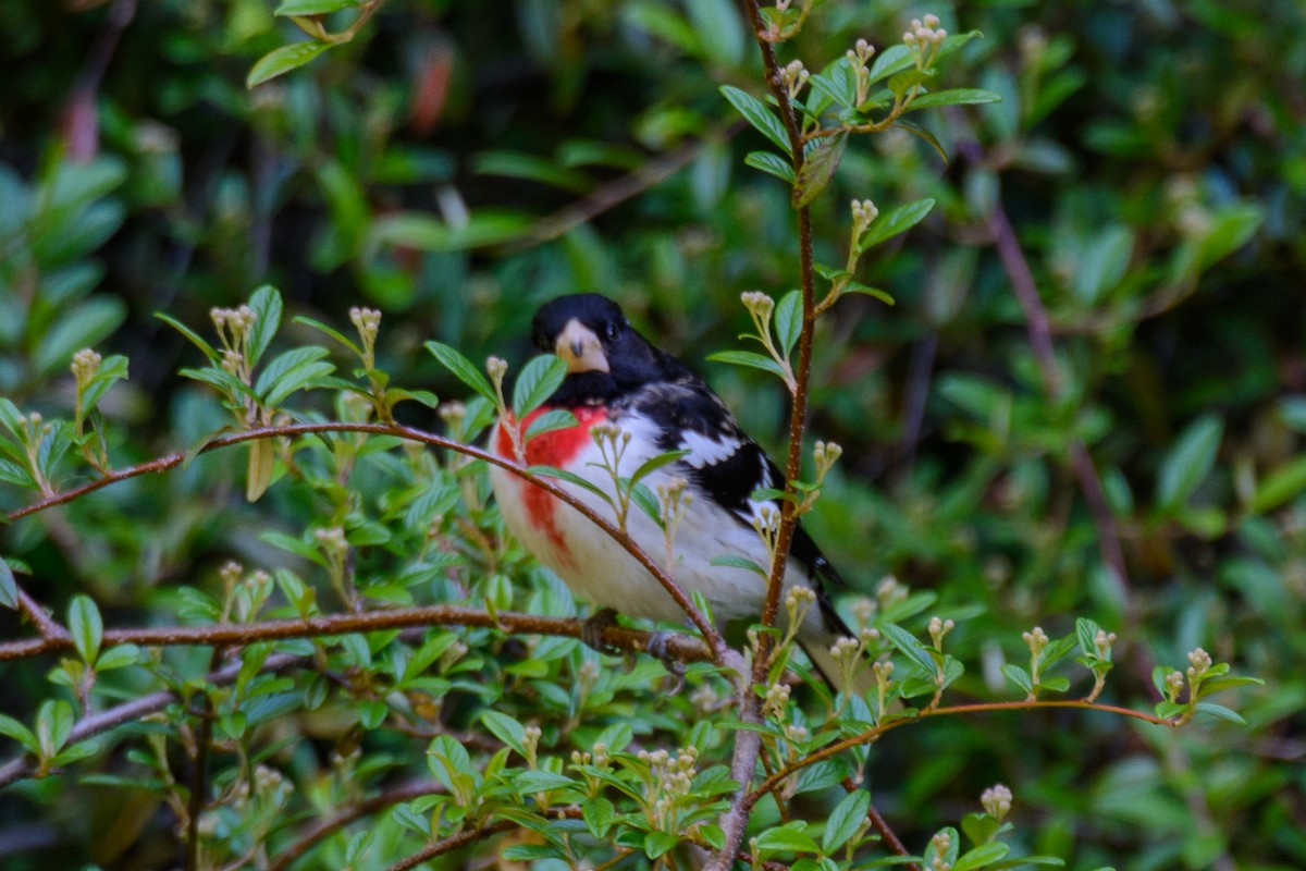 Rose-breasted Grosbeak - ML568204611