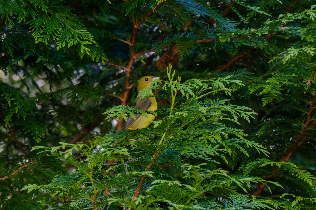 Scarlet Tanager - ML568204821