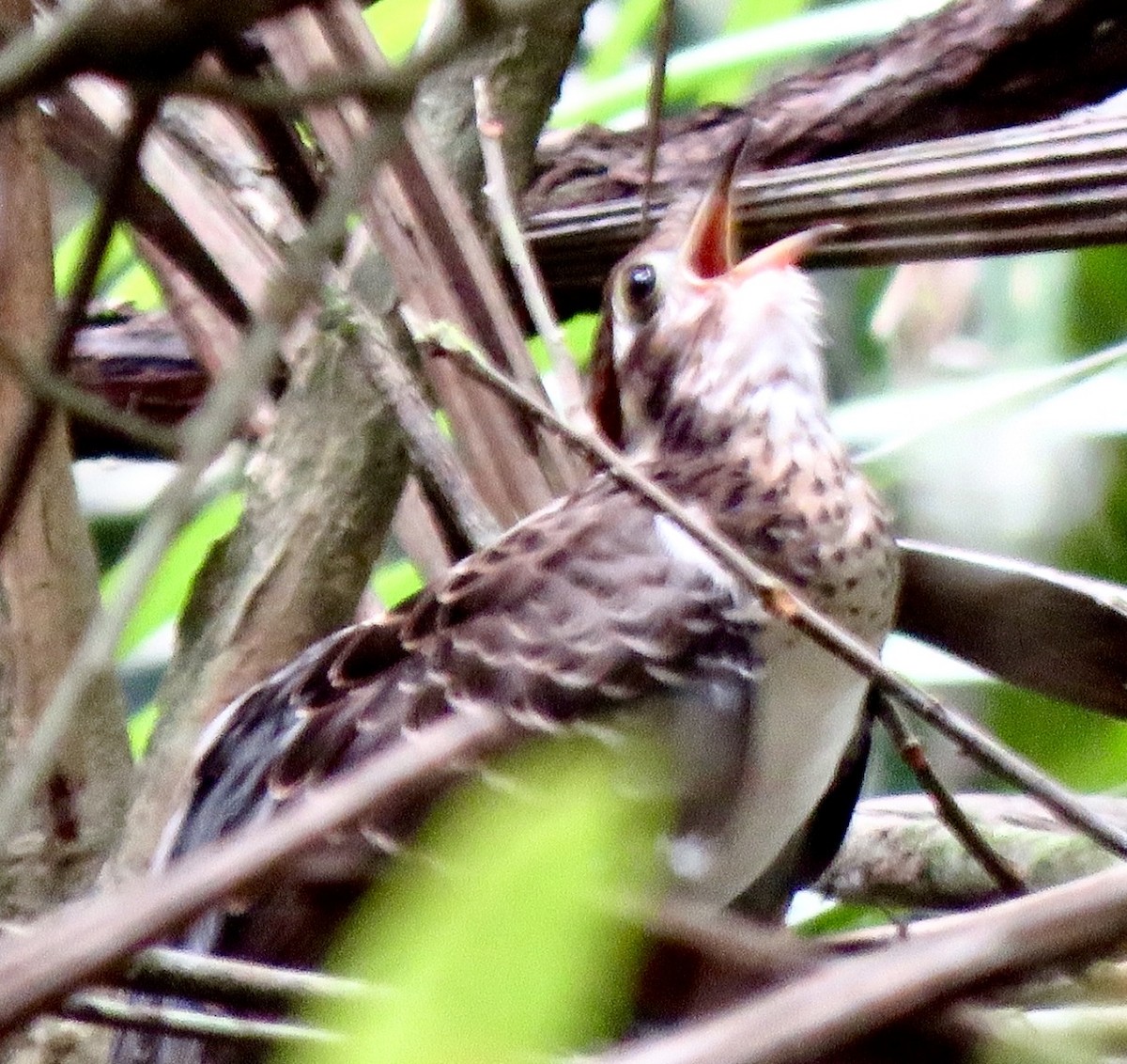 Pheasant Cuckoo - ML568204981