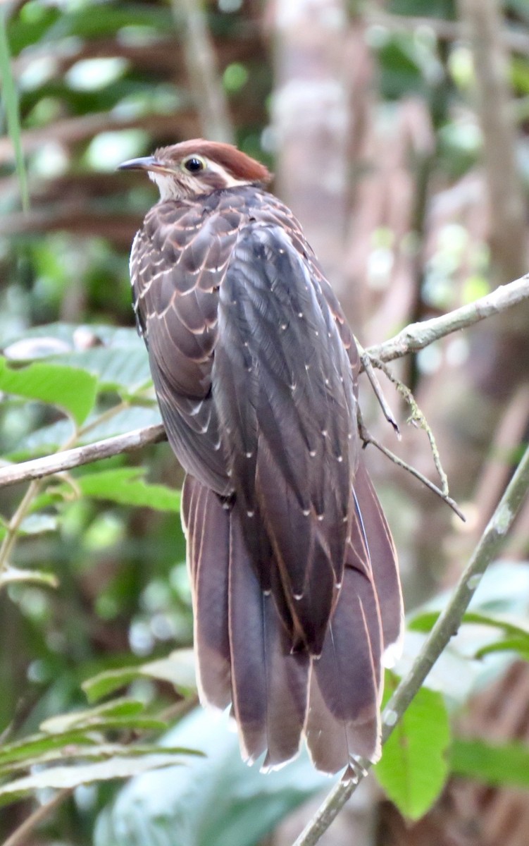 Pheasant Cuckoo - ML568205011