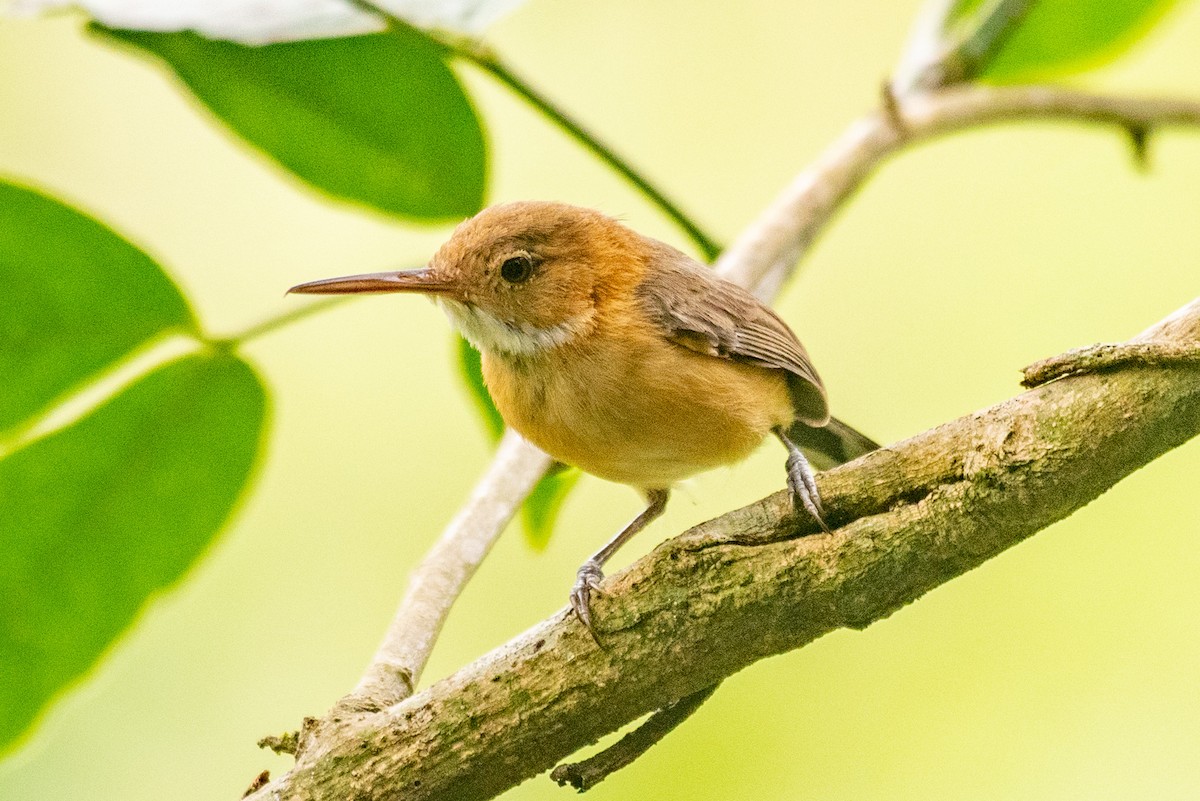 Long-billed Gnatwren - ML568205331