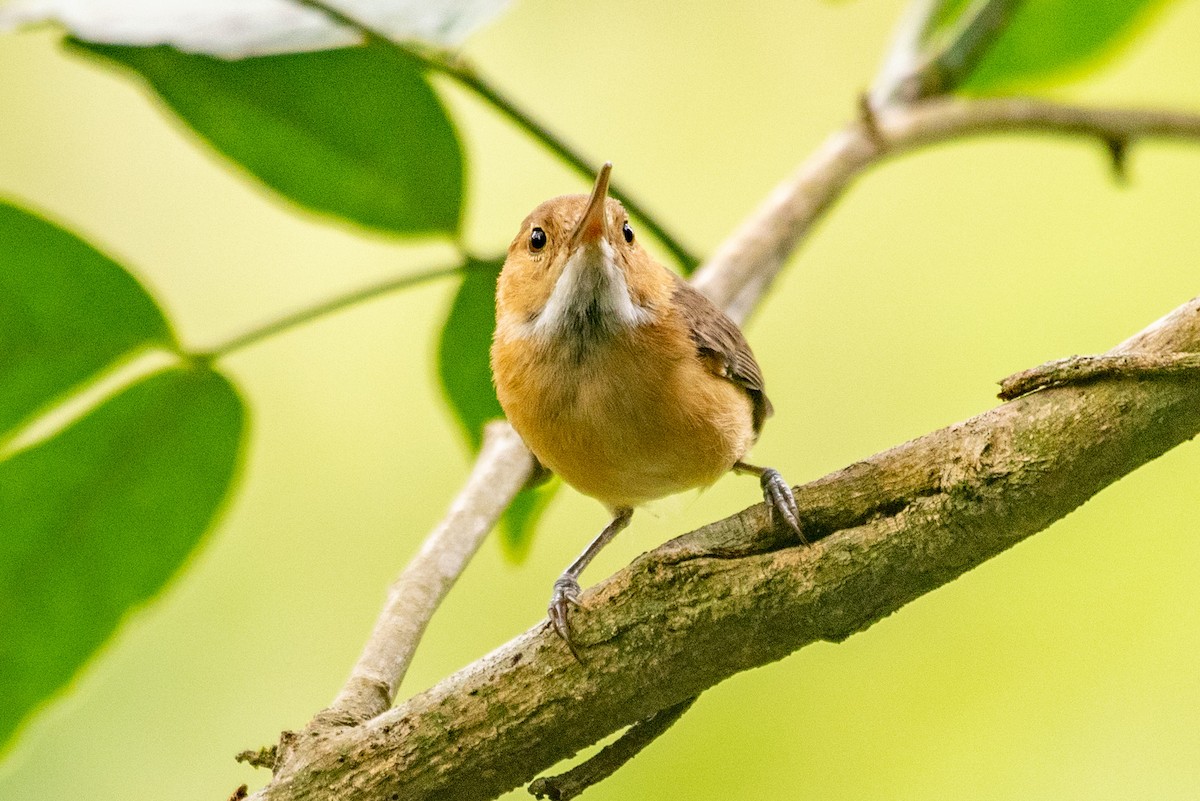 Long-billed Gnatwren - ML568205351