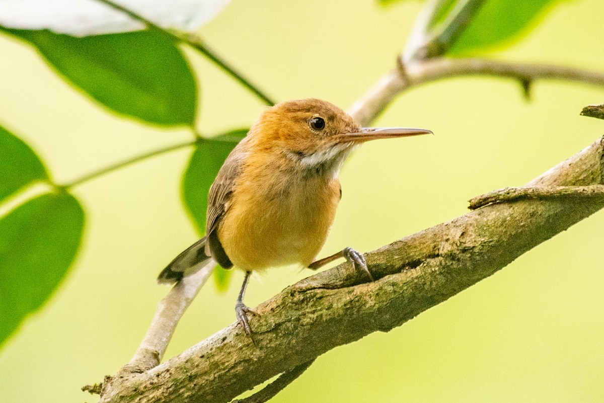 Long-billed Gnatwren - louis bijlmakers