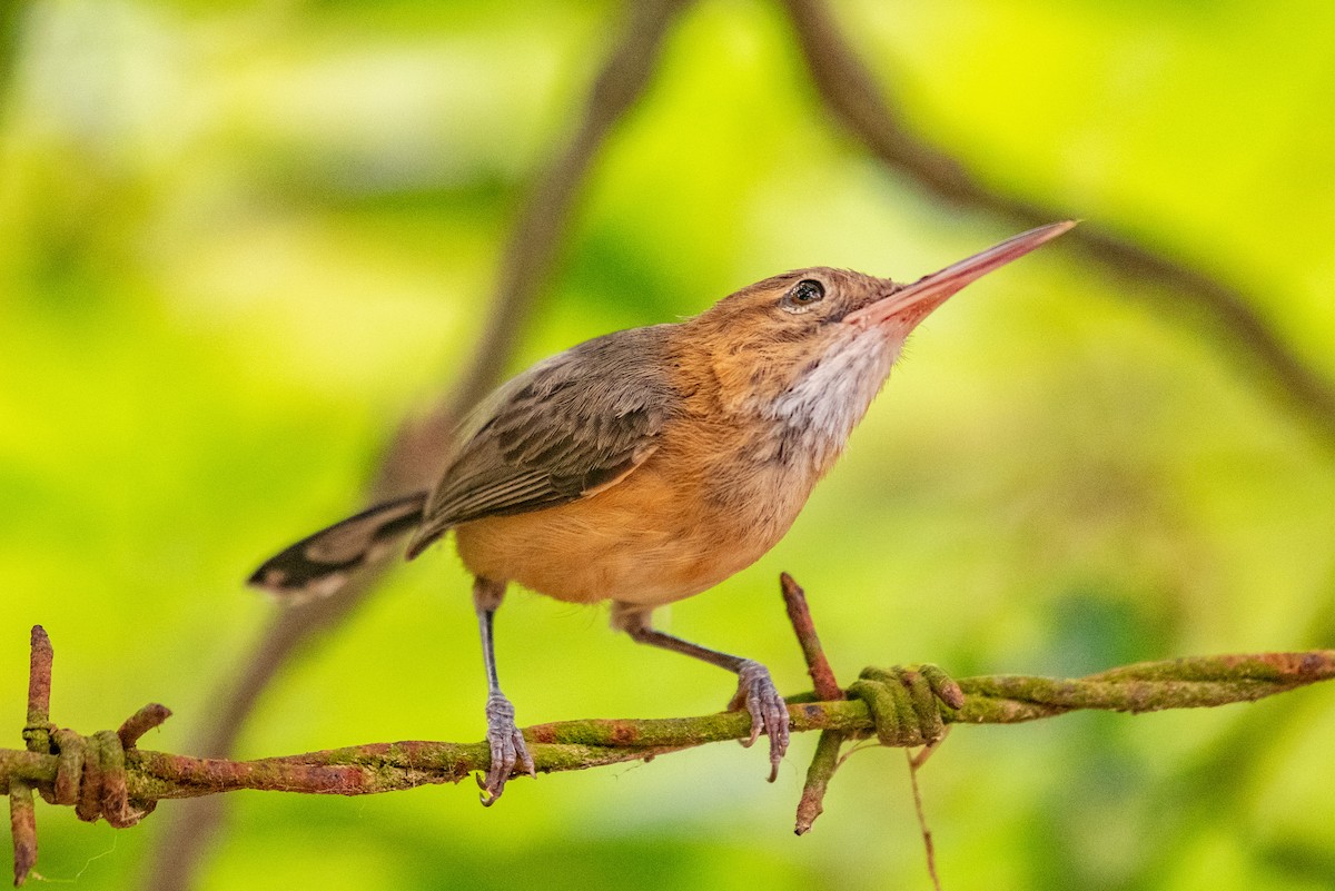 Long-billed Gnatwren - ML568205401