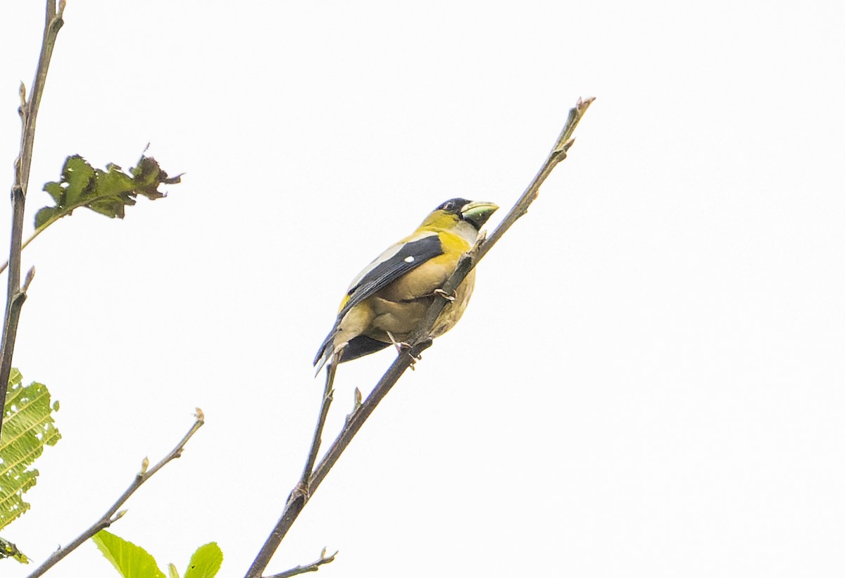 Hooded Grosbeak - ML568205621