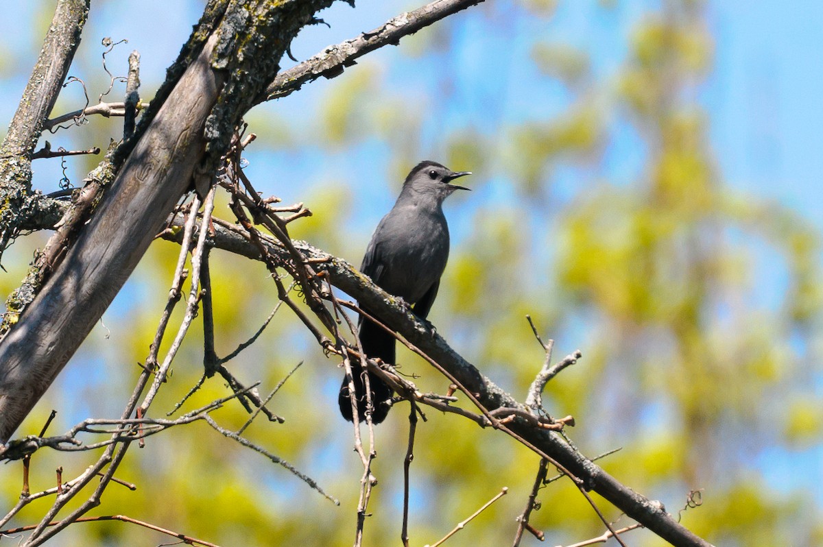 drozdec černohlavý - ML568206661