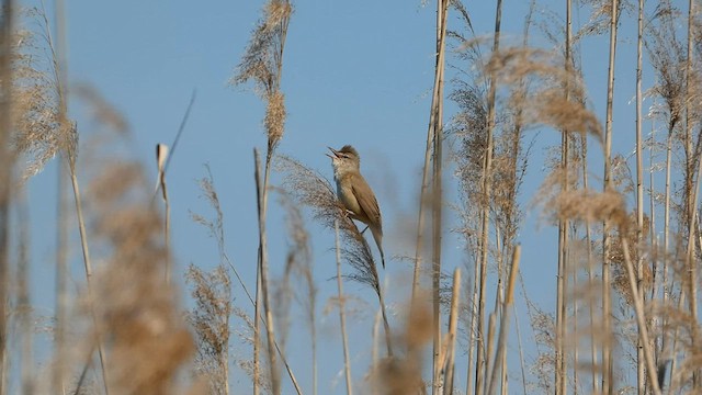 קנית אירופית - ML568208131