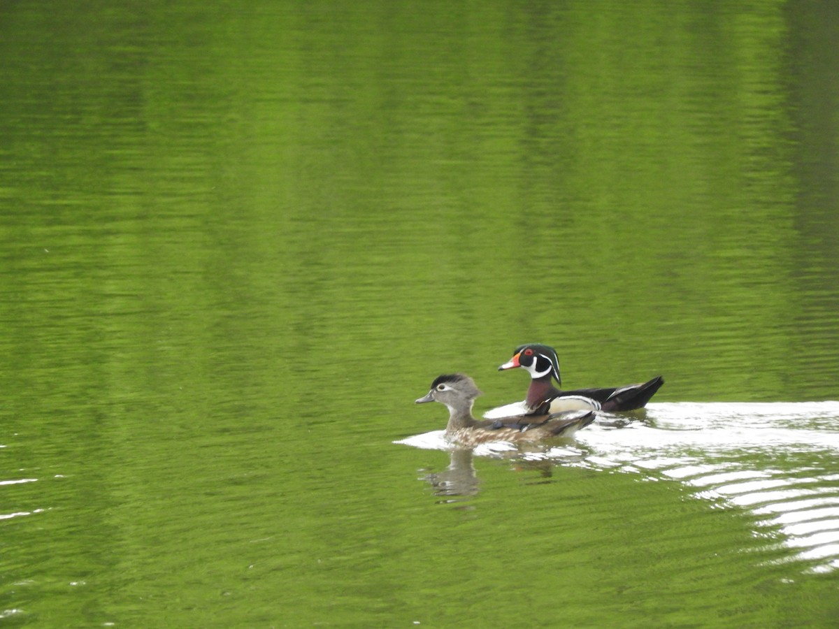 Wood Duck - ML56820821