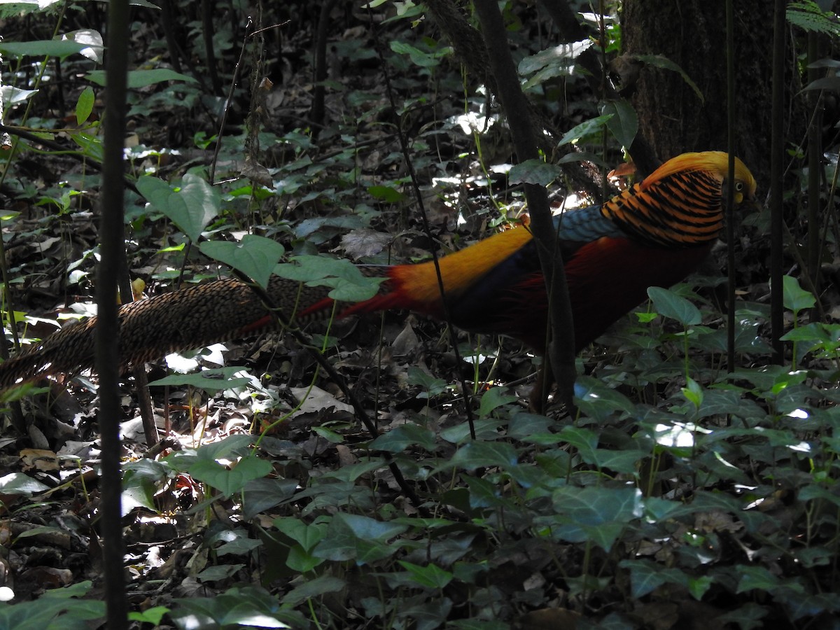 Golden Pheasant - ML568208251