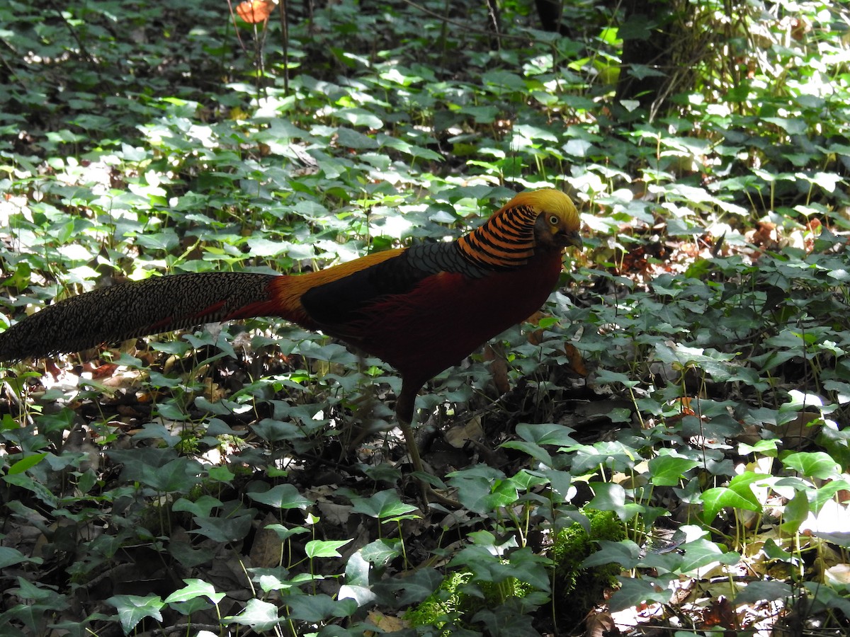 Golden Pheasant - ML568208271