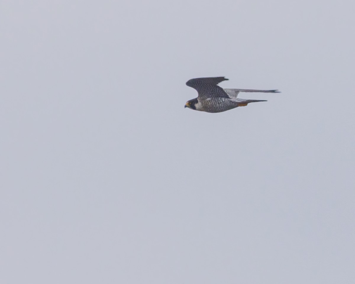 Peregrine Falcon - ML568208571