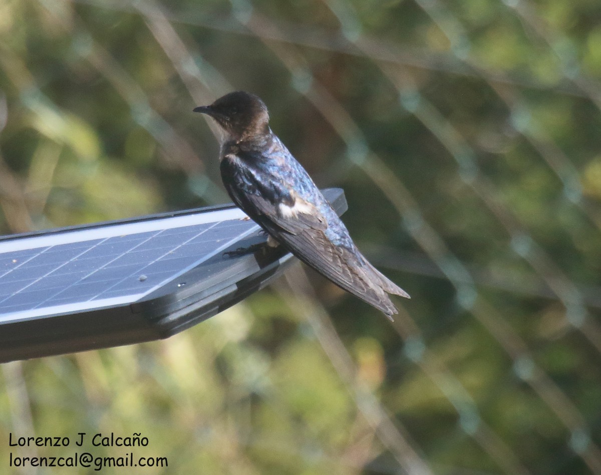 Golondrina Pechigrís - ML568208731