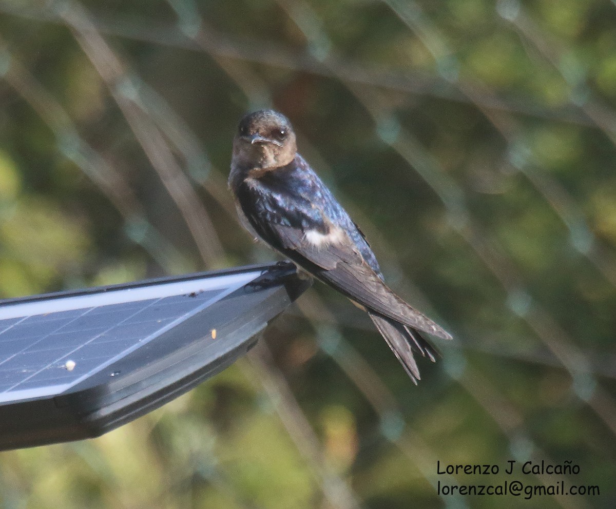 Golondrina Pechigrís - ML568208771