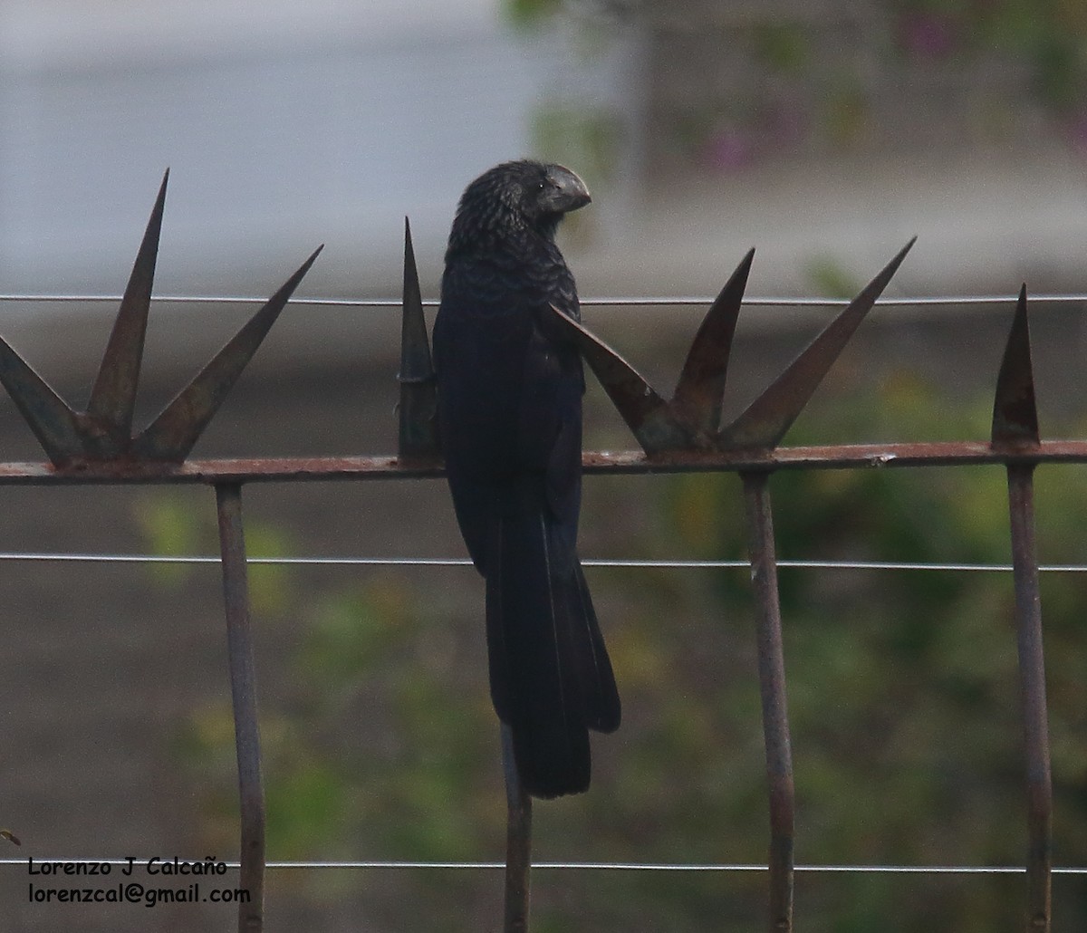 Smooth-billed Ani - ML568209771