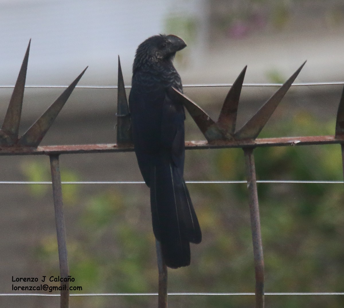 Smooth-billed Ani - ML568209831