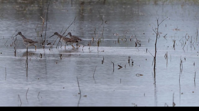 Greater Yellowlegs - ML568211031