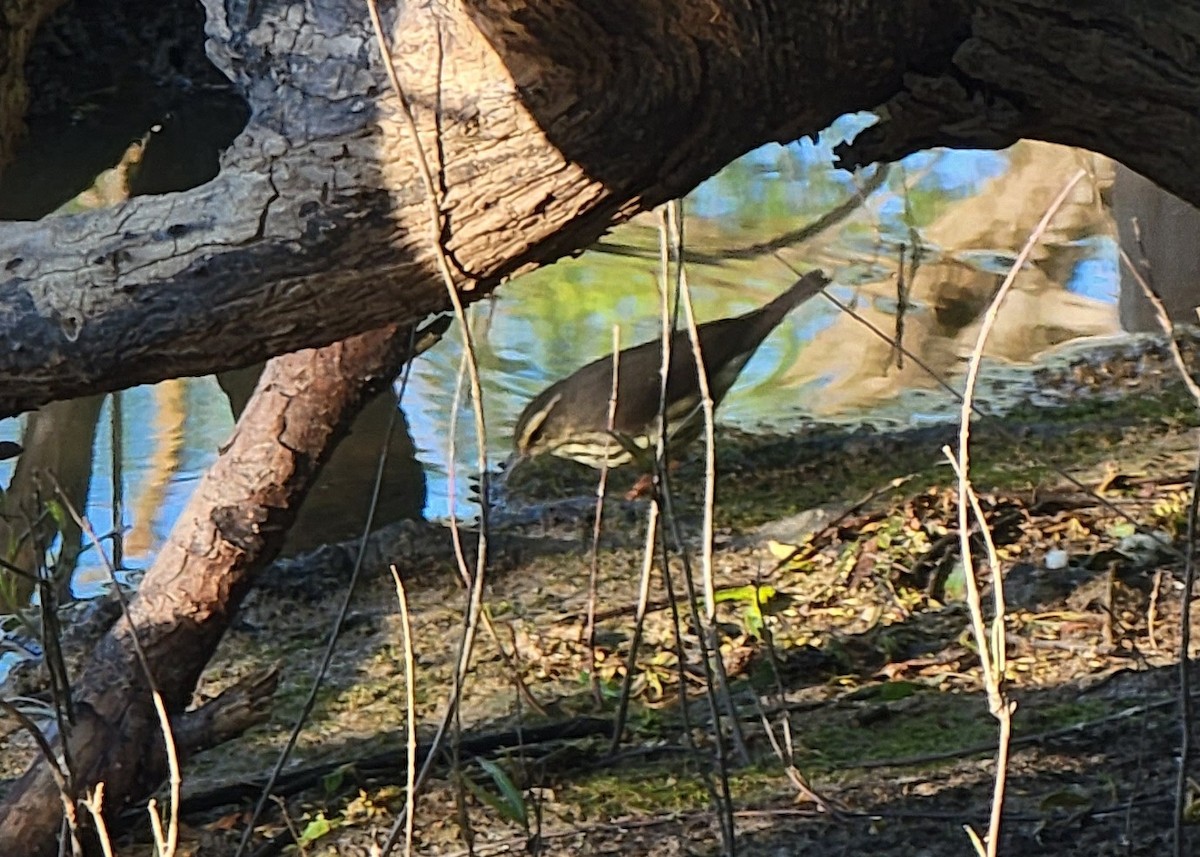 Northern Waterthrush - ML568211231