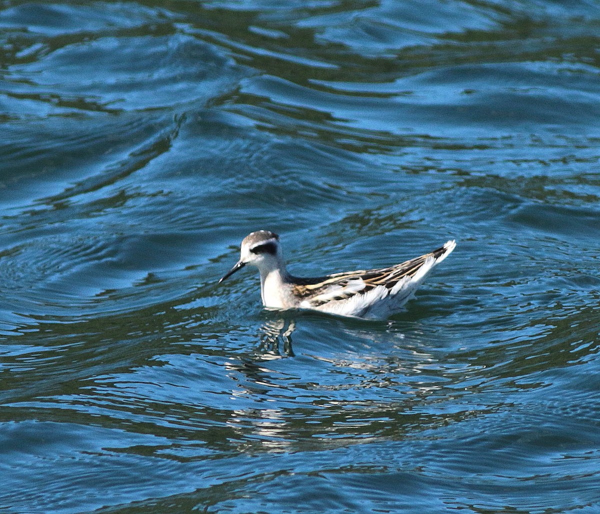 Red-necked Phalarope - John & Ivy  Gibbons