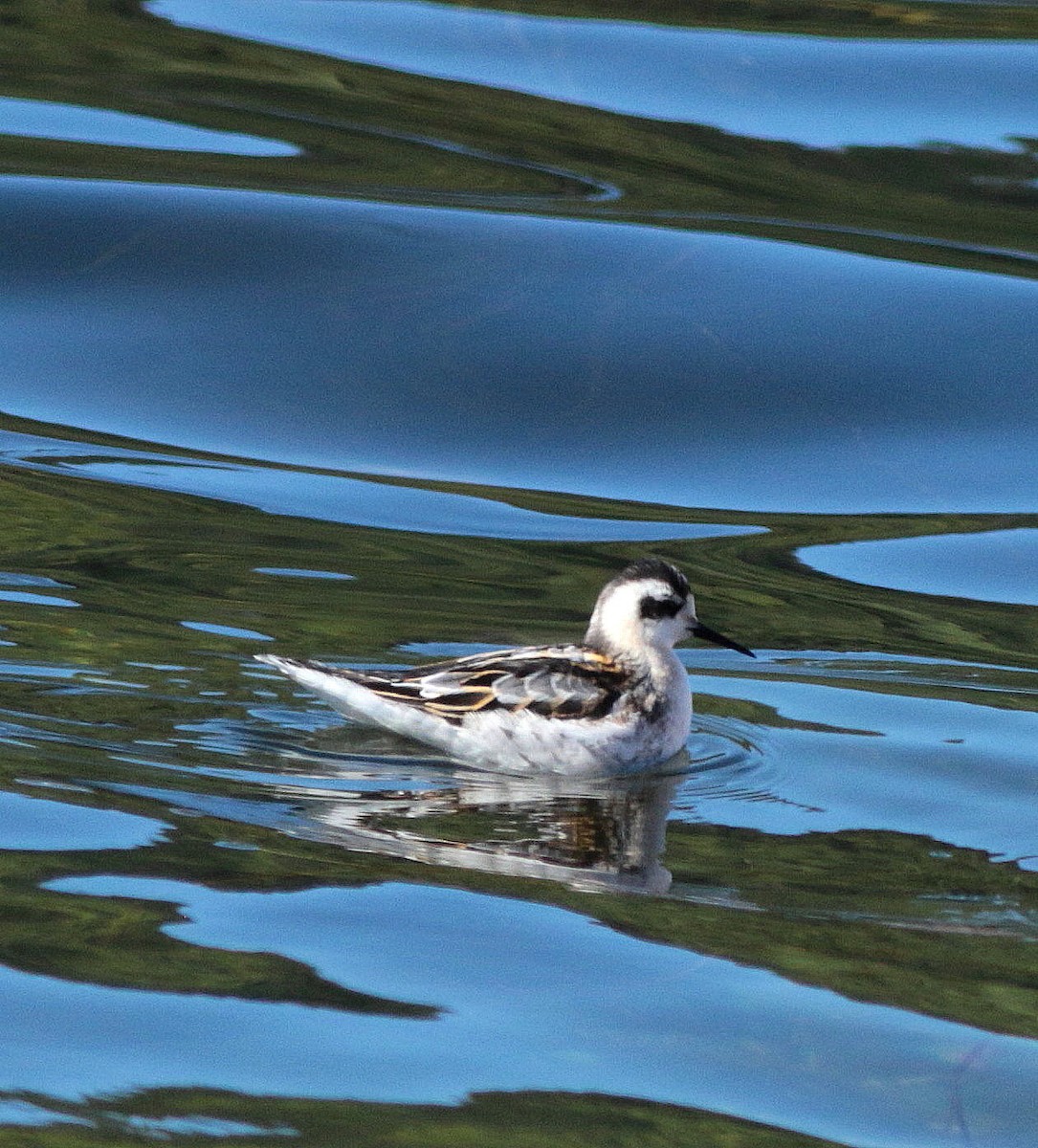 Red-necked Phalarope - ML568212281