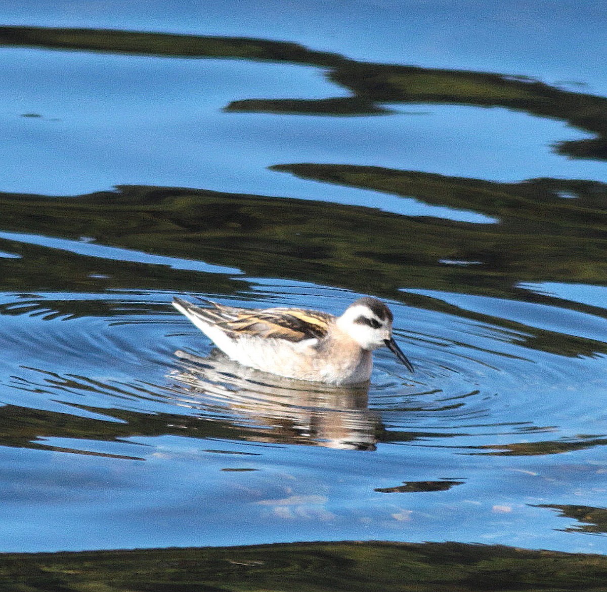 Red-necked Phalarope - ML568212421