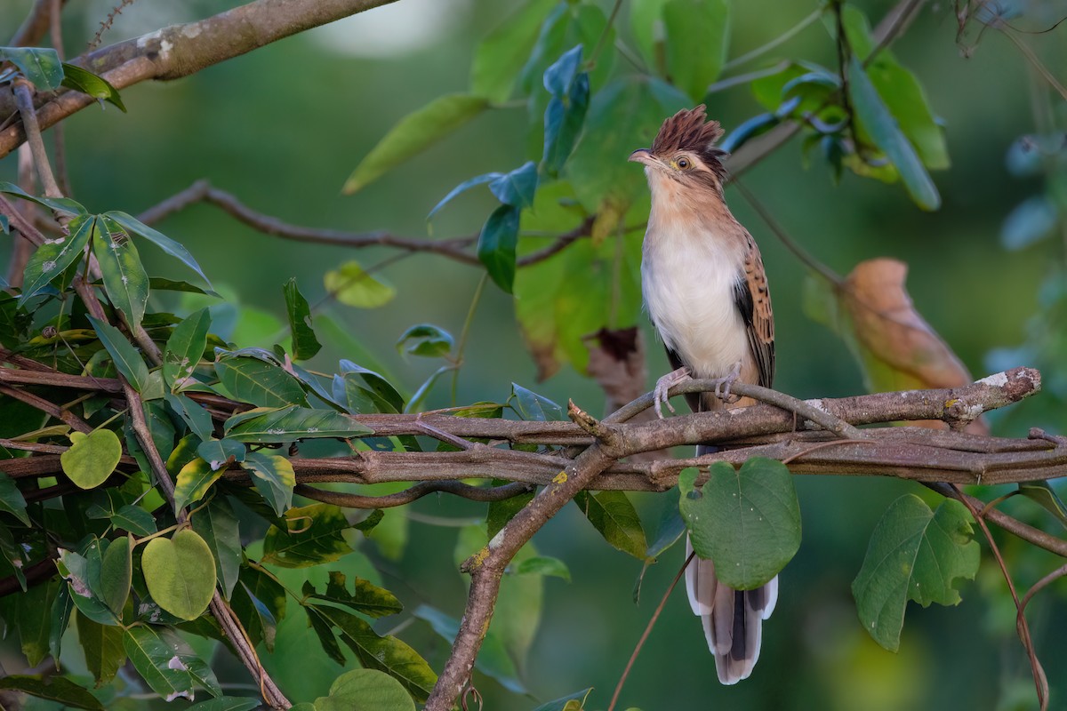 Striped Cuckoo - Marcos Eugênio Birding Guide