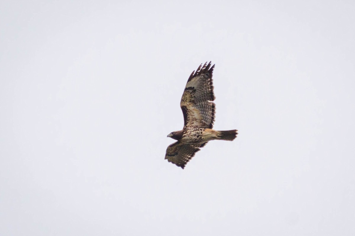 Red-tailed Hawk - ML568212641