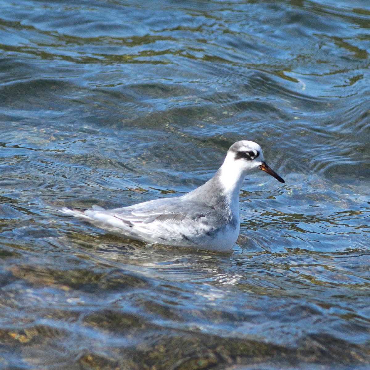 Phalarope à bec large - ML568212691