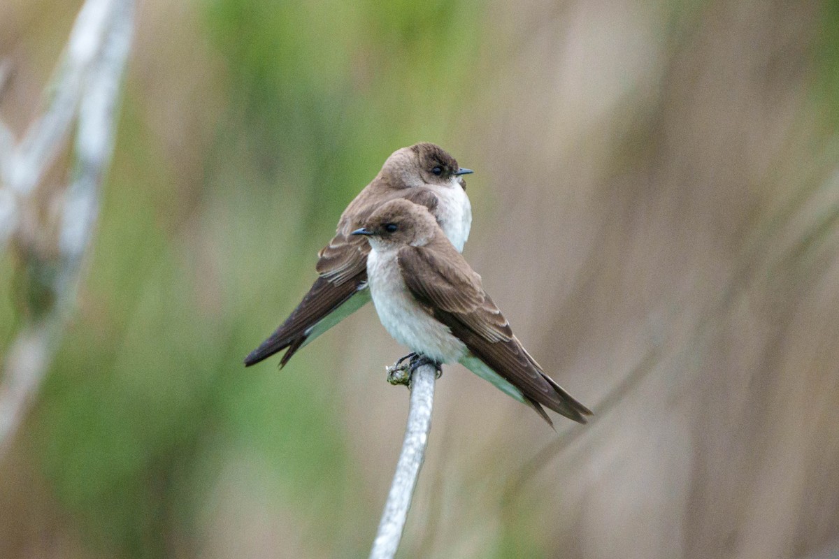 Northern Rough-winged Swallow - ML568212841