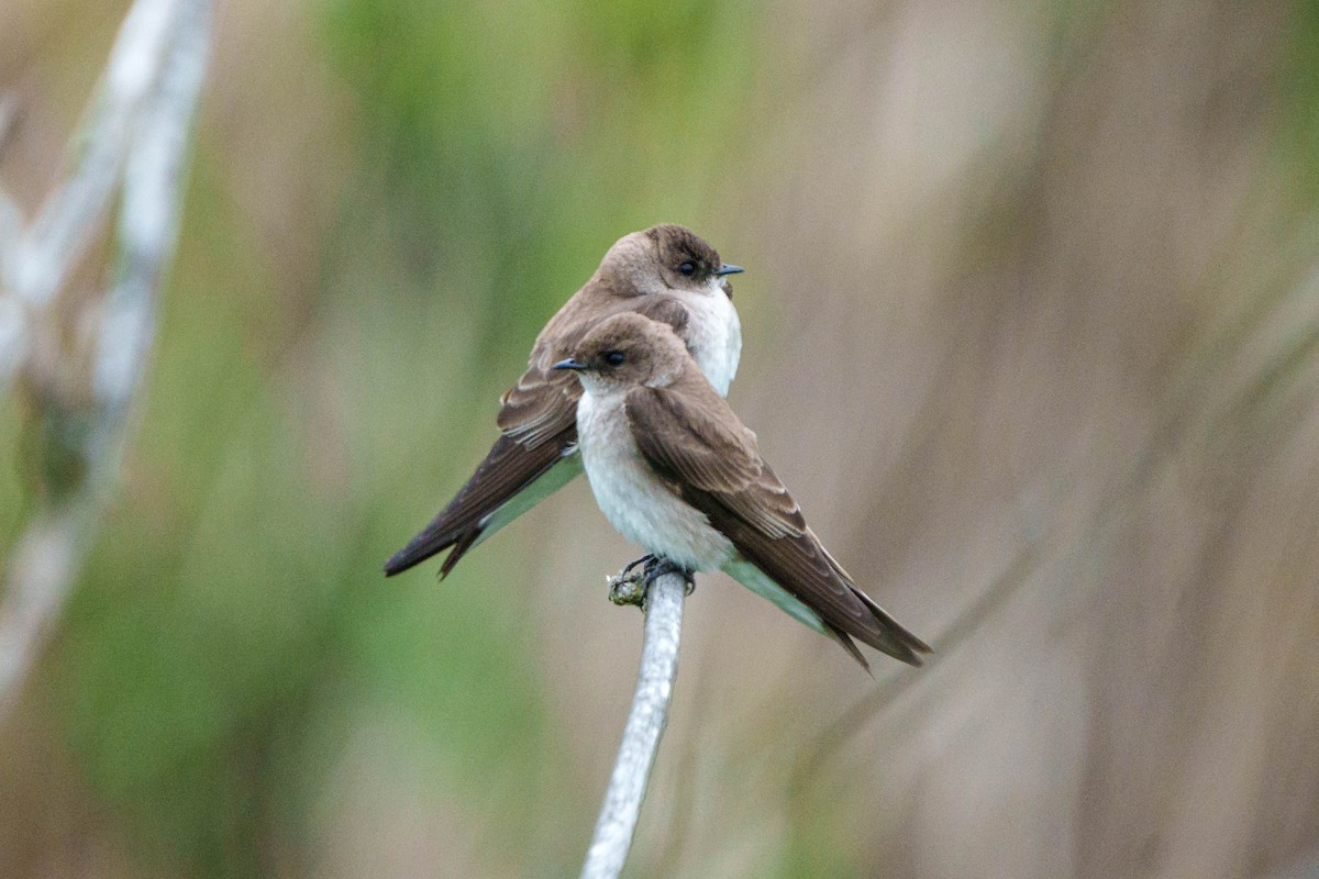 Golondrina Aserrada - ML568212841