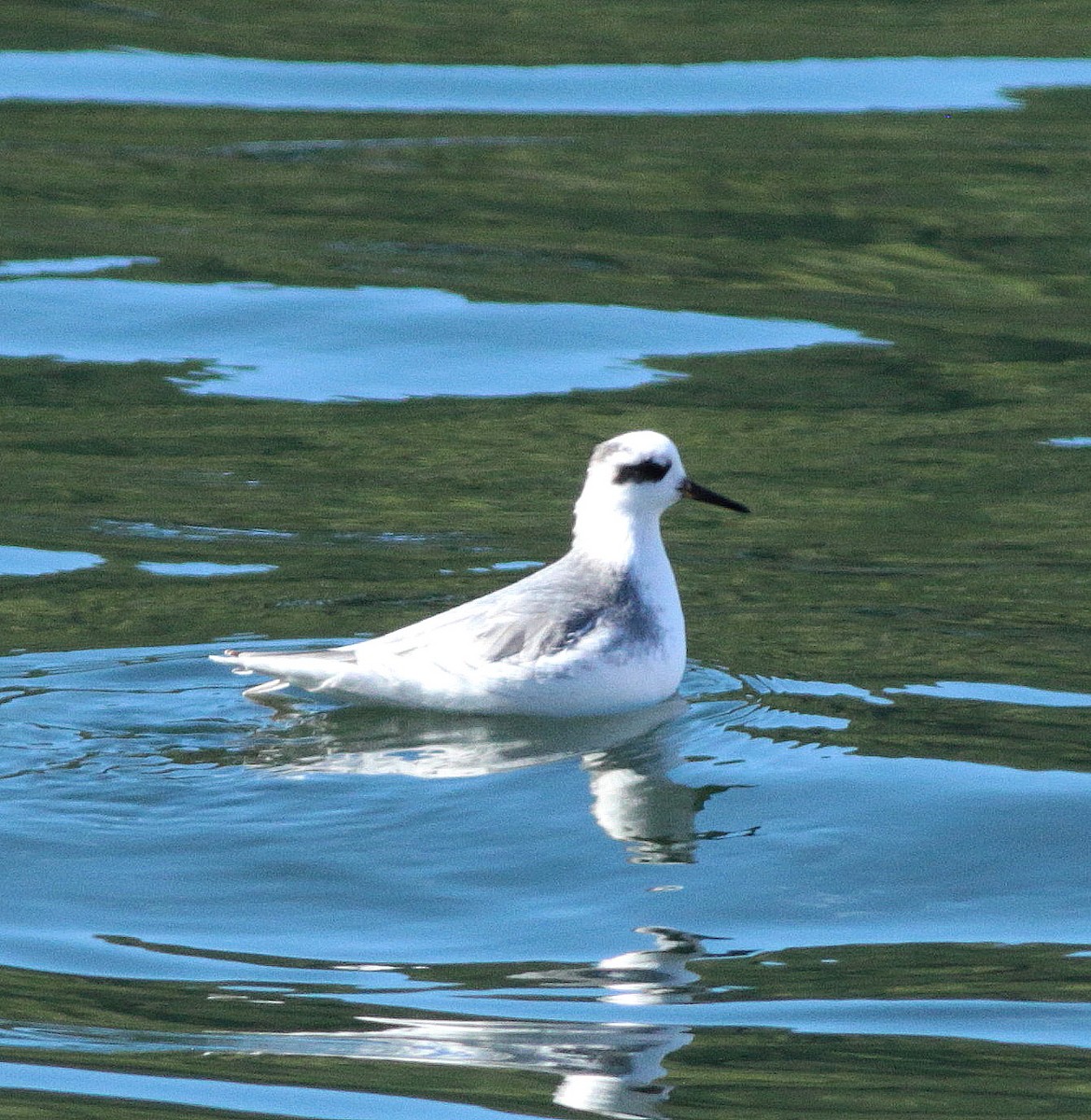 Red Phalarope - John & Ivy  Gibbons