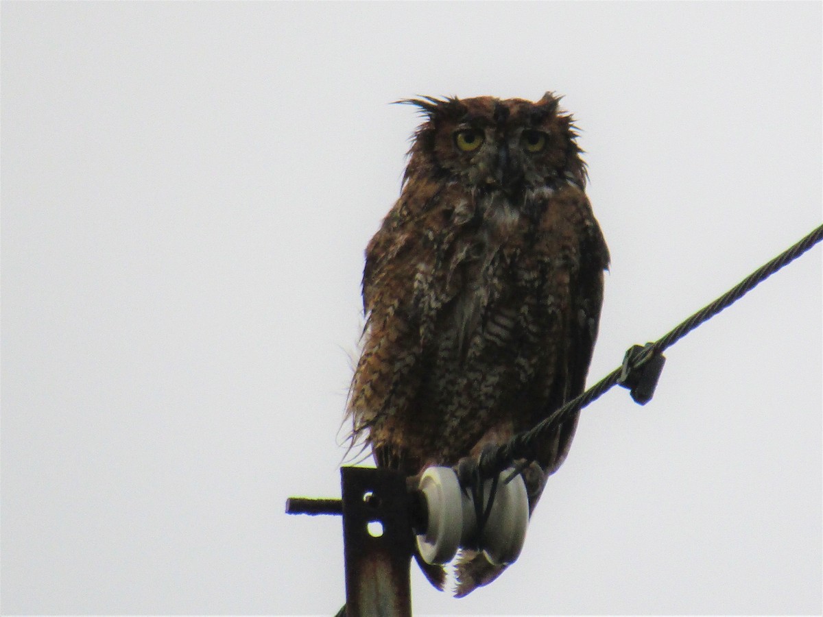 Great Horned Owl - ML56821311
