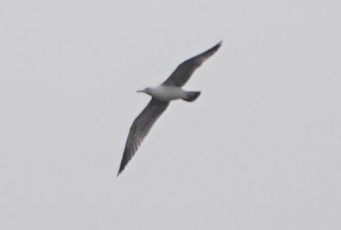 California Gull - Brad Rumble