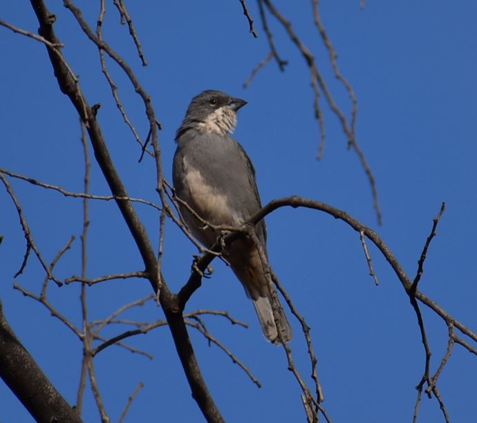 Diuca Finch - Felipe Undurraga