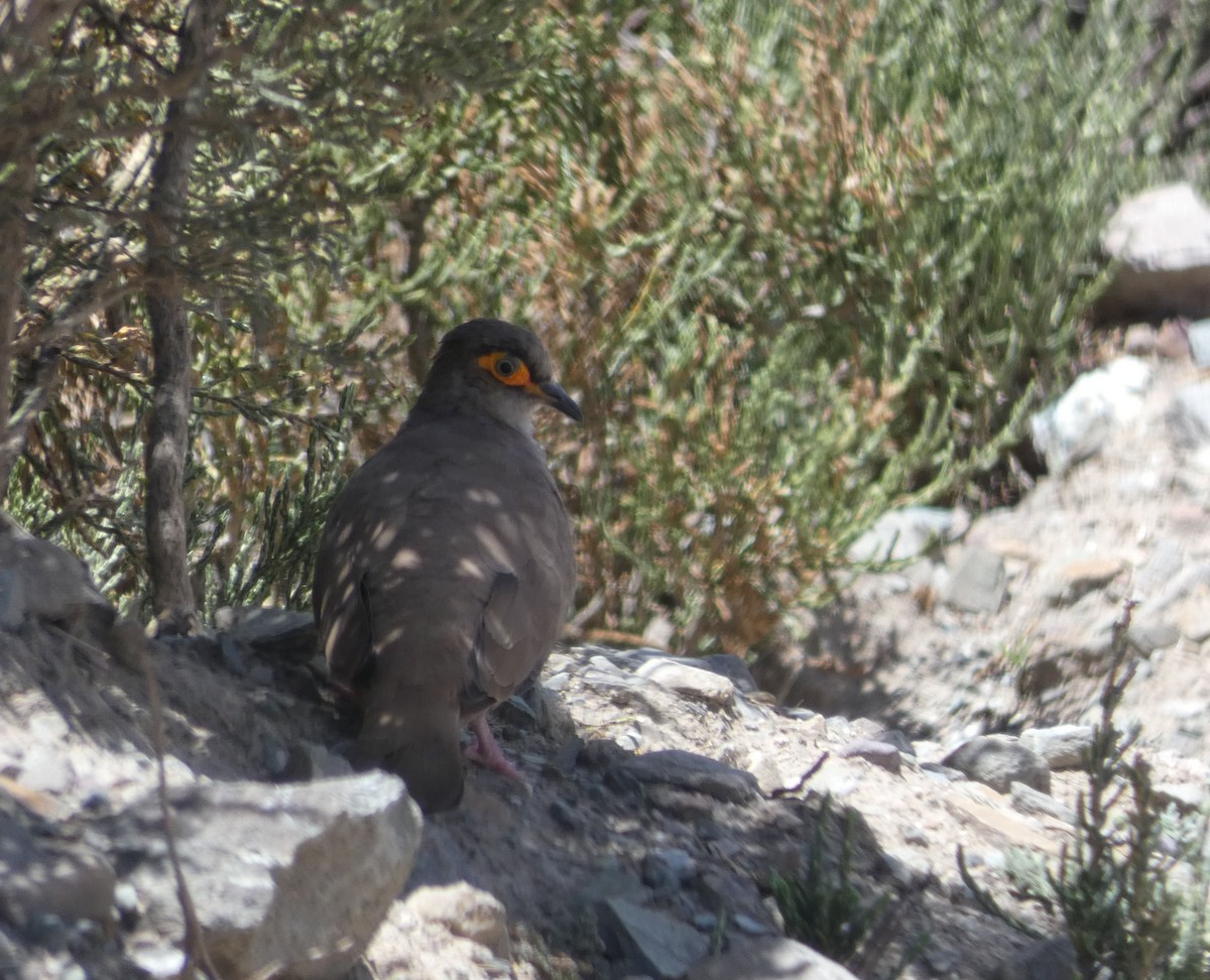 Bare-eyed Ground Dove - ML568215781