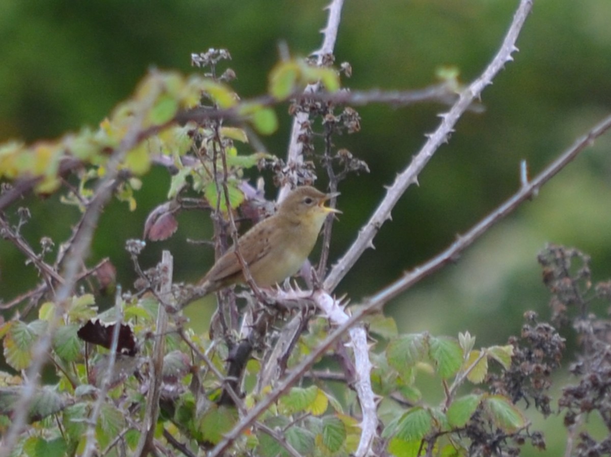 Common Grasshopper Warbler - ML568217431