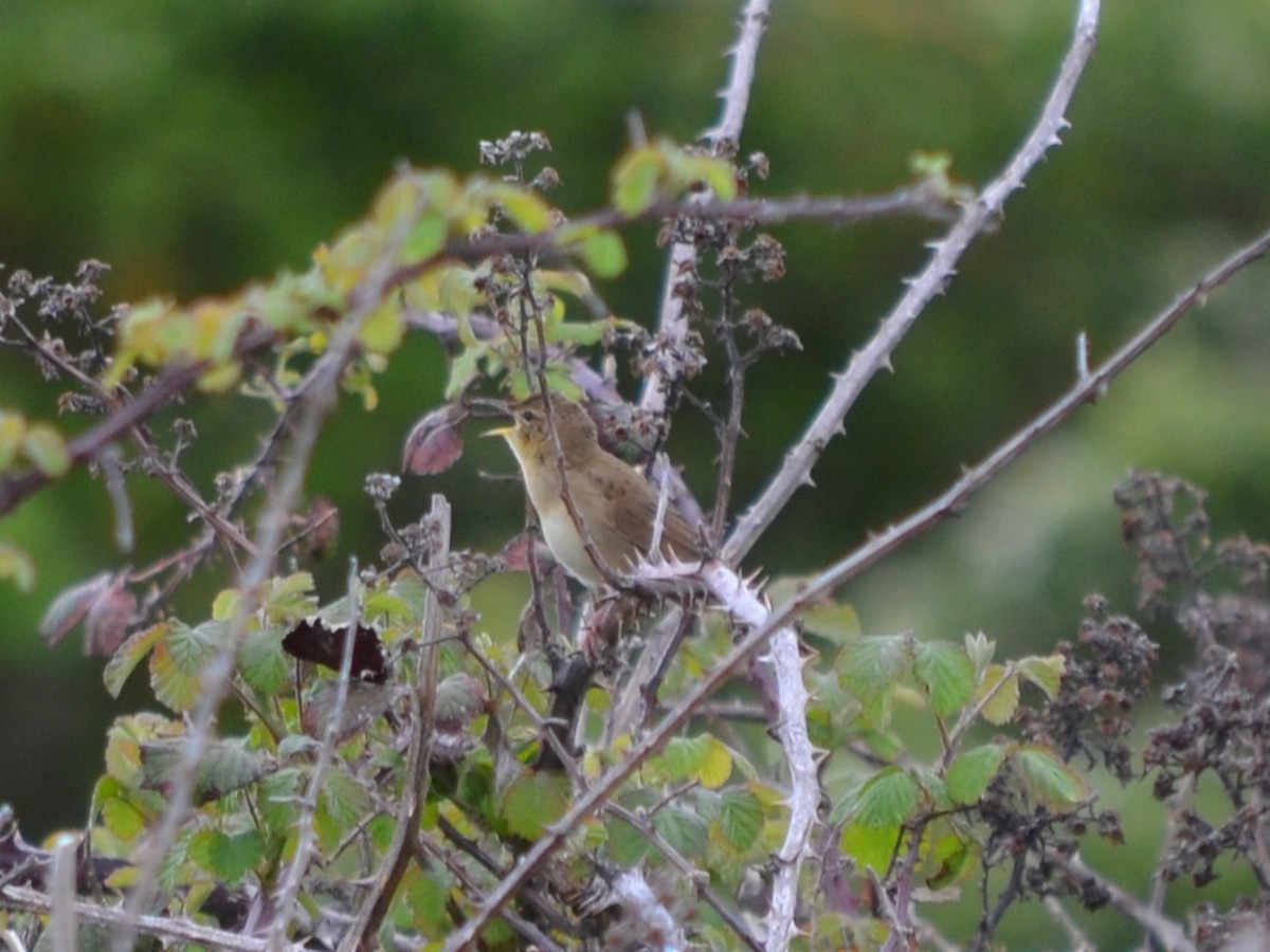 Common Grasshopper Warbler - ML568217441