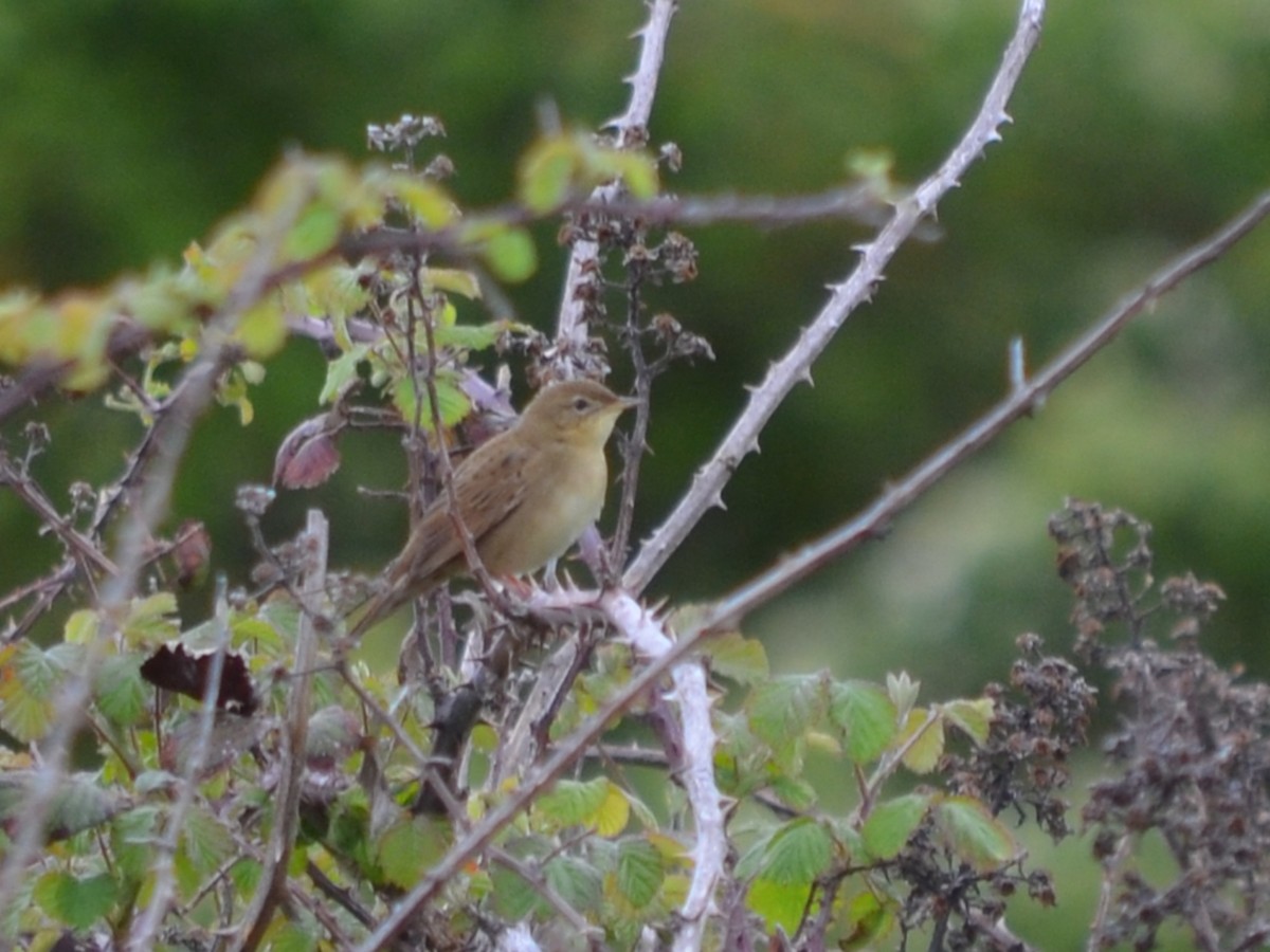 Common Grasshopper Warbler - ML568217461