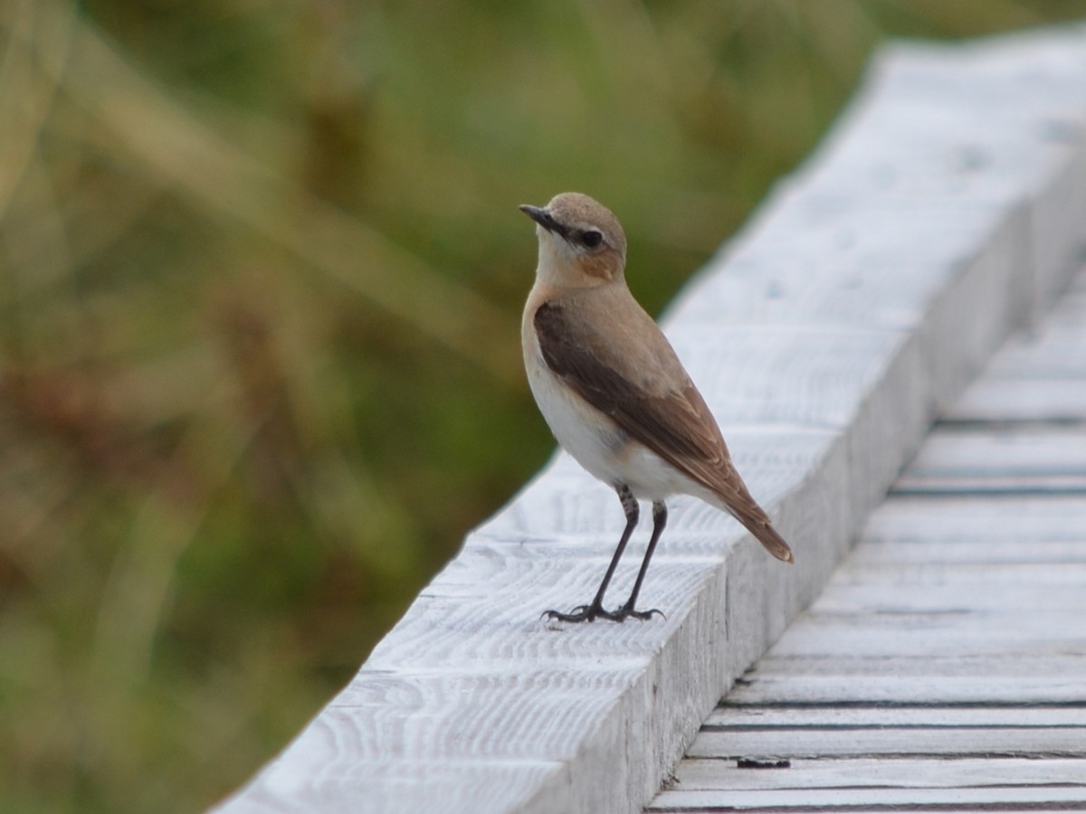 Northern Wheatear - ML568217491