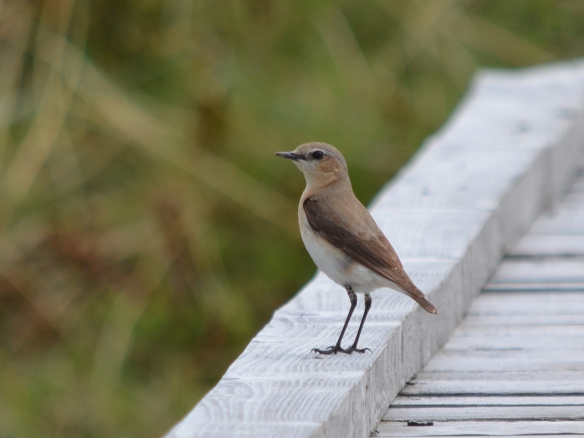 Northern Wheatear - ML568217501