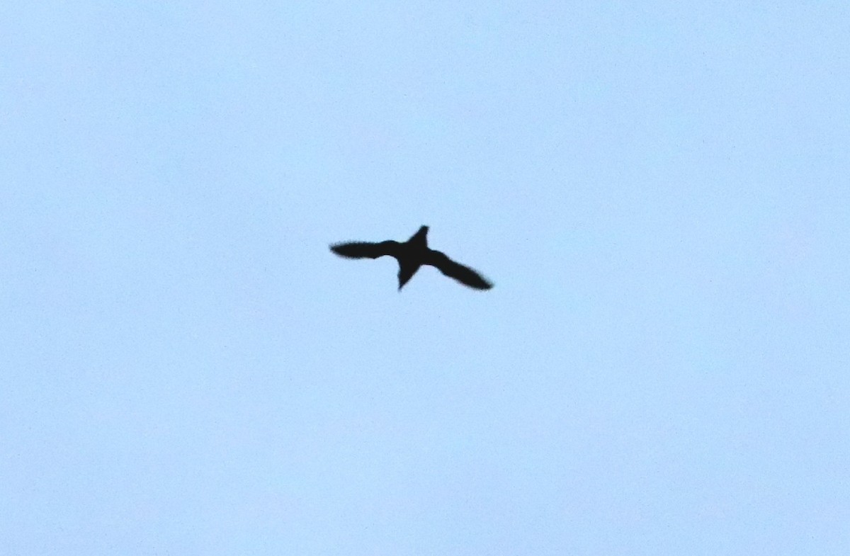 Marbled Murrelet - ML568218381