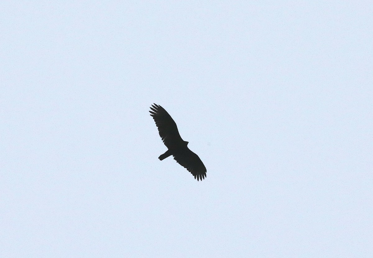 Turkey Vulture - ML568218871