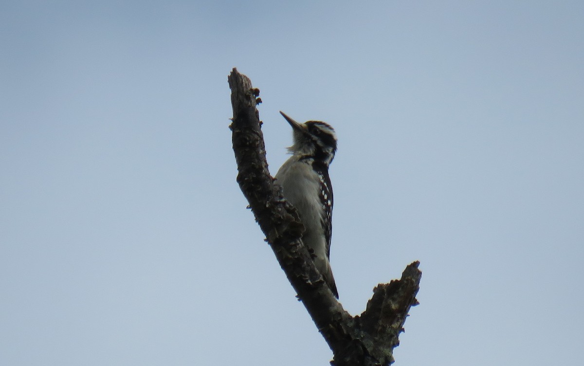 Hairy Woodpecker - ML568219141